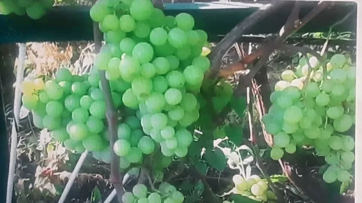 Лучший виноград для рынка и бизнеса, сверх ранние формы.