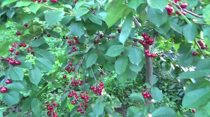 Вишня Чудо-Вишня. Ранние сорта вишни . Отзывы. Видеообзор. Сортоман Сад