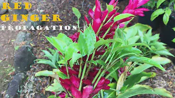 Growing RED GINGER (shoots)= Alpinia Purpurata = Ostrich Plume