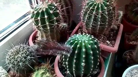 Как получить семена? Цветение, опыление эхинопсисов ( Echinopsis hybr.)