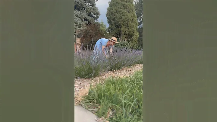 POV: you turned your front yard into a lavender field! #garden #lavender