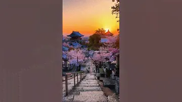 Best Places in Japan| The Cherry Blossom of Kyoto| #japan #travel