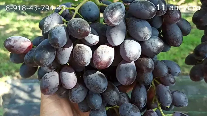 Крупноплодный и очень вкусный мягкосемянник, виноград "Черный хрусталь"