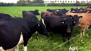 Dairy Focus: Achieving a lifelong ambition on a greenfield site in Co. Offaly