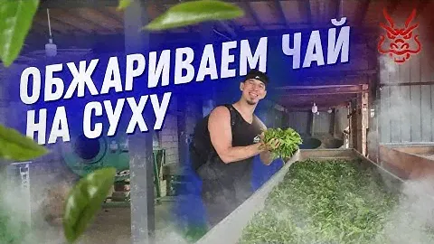 Как делают Шэн Пуэр, вся правда от мастера из Юньнани