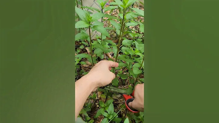 Harvesting & Drying Chocolate Mint