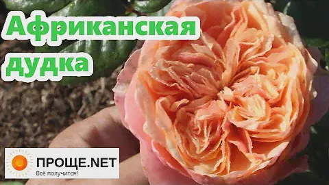 Новинки селекции!🌹 Роза Вувузела Vuvuzela ® (Kiya)- просто фурор!