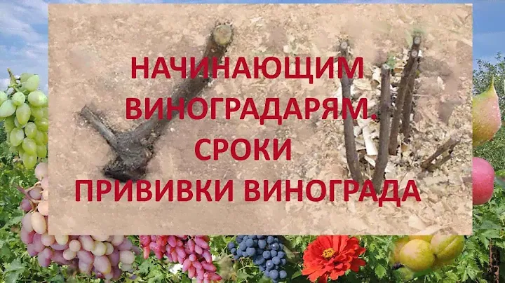 @Начинающим виноградарям. Прививка винограда. Сроки