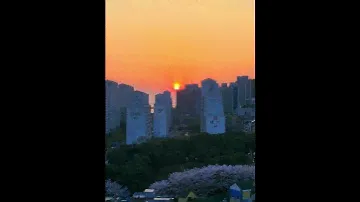 Sunset Secenery with Cherry blossom in South Korea