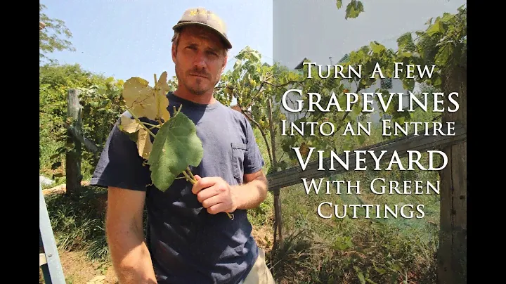 Turn a Few Grape Vines Into An Entire Vineyard In a Couple Weeks With Green Cuttings