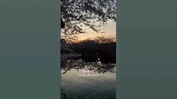 Hirosaki Park Cherry Blossoms Sunset & Illuminatiom