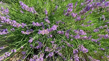 Lavender Phenomenal: Best Lavender for Heat and Humidity