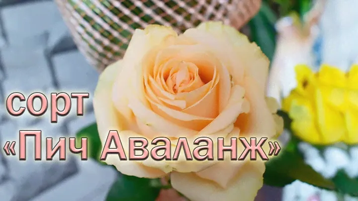 Обзор чайно-гибридных роз сорта Пич Аваланж
