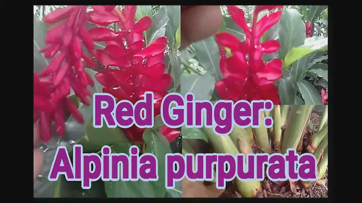 Growing Red ginger plant: Alpinia purpurata/ care and propagation