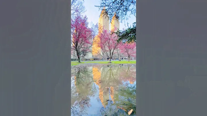 Spring has sprung in Central Park, Manhattan, New York City