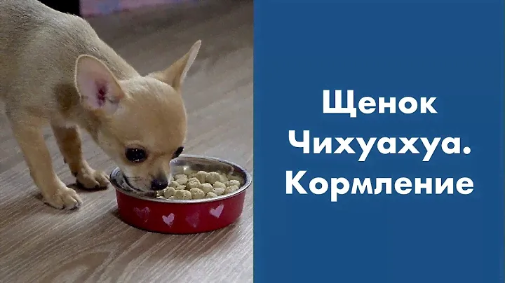 Щенок Чихуахуа. Кормление