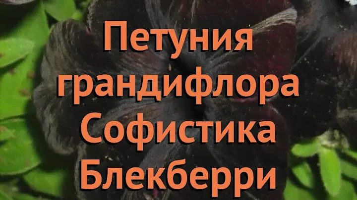 Петуния грандифлора Софистика Блекберри 🌿 обзор: как сажать, семена петунии Софистика Блекберри