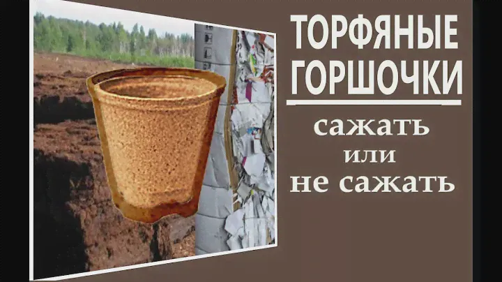Плюсы и минусы посадки рассады в торфяные горшочки  Стоит ли сажать рассаду в торфяные горшочки