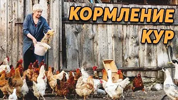 Кормление кур. Как, чем, сколько ?