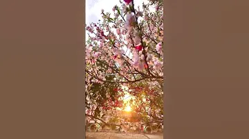 Sakura Sunset