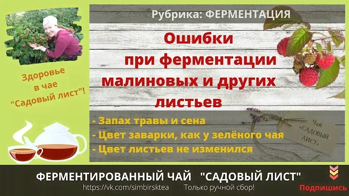 Ошибки ферментации чая. Почему  чай получается невкусный