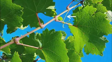Green Parts of the Vine - Grape Video #4
