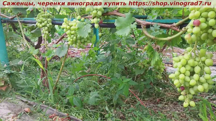 Парад окрашивания ультраранних сортов   и ГФ винограда 9 июля - ТРИУМФ, новинка  селекции Калугина