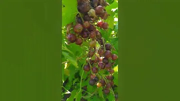 Черная смородина/Black currant