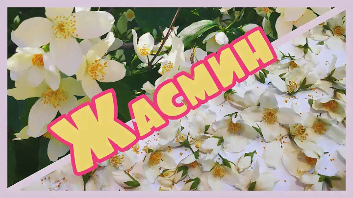 Чай из жасмина - полезно и вкусно! Спешите собрать!