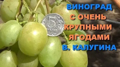Виноград  с очень крупными ягодами  В. Калугина  www.vinograd-kriulya.com