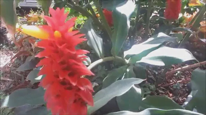 Red Tower Ginger (Costus barbatus)
