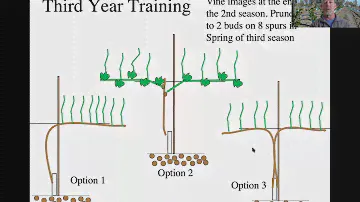 Early Training of Vines