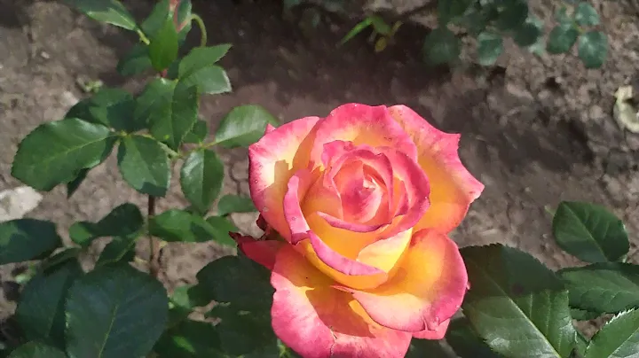 ВЫСШЕЕ ОБЩЕСТВО (High Society), Interplant HT Нидерланды,  2005 г. Чайно-гибридные (Hybrid Tea)