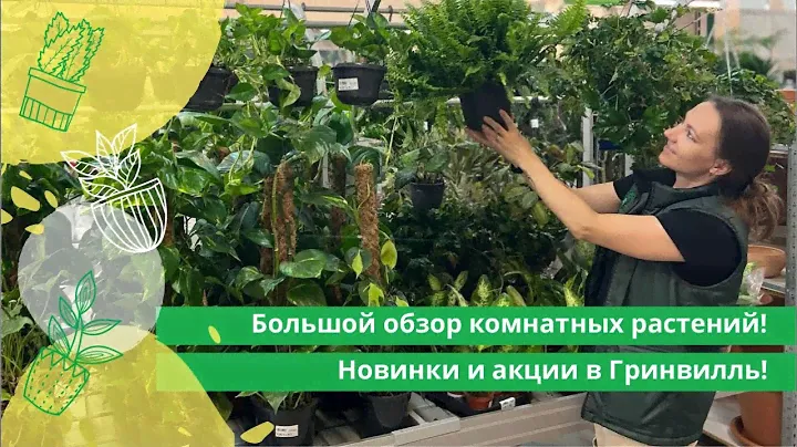 Большой обзор комнатных растений в Гринвилль: новинки и акции!