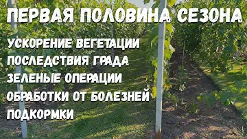 Работы на винограднике в перовой половине сезона