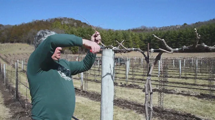 Pruning Grapevines in Wisconsin for Cold Climate - 1-4 Year Old Vines, 20 Year Old Vines, & Concord