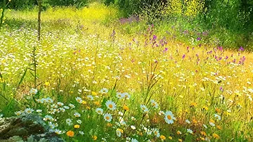 Relaxing Nature Ambience Meditation🌼GOOD MORNING SPRING NATURE THERAPY🌷Flowery MEADOW Healing Sounds