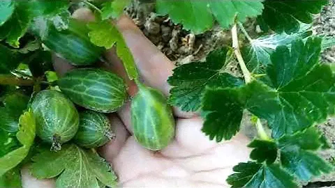 Крыжовник Зеленый бутылочный. Сраснение с ягодами Орфея и Карелесс.
