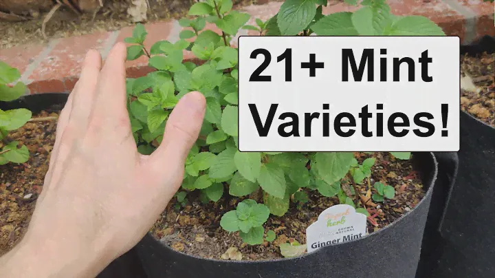 21+ Mint Varieties! - Mint Madness! 🌿