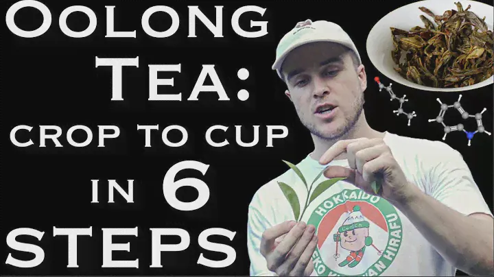 EVERYTHING about Oolong Tea Processing (With 50+ Scientific Citations)
